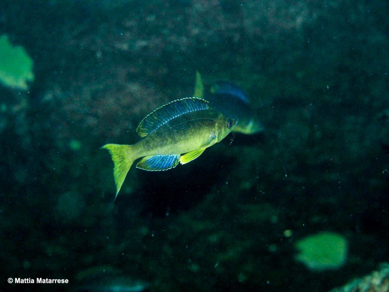 Cyprichromis microlepidotus 'Mabilibili Bay'